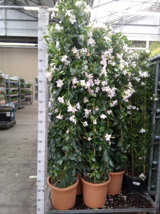 <h4>Mandevilla   ...</h4>
