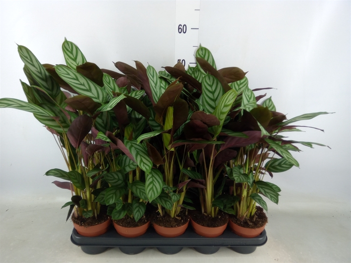 <h4>Ctenanthe setosa 'Green Flag'</h4>