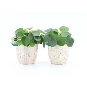 Pilea peperomoides