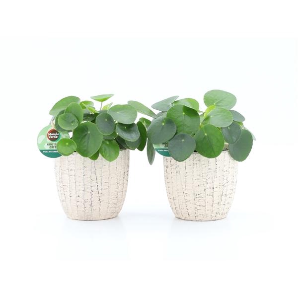 <h4>Pilea peperomoides</h4>