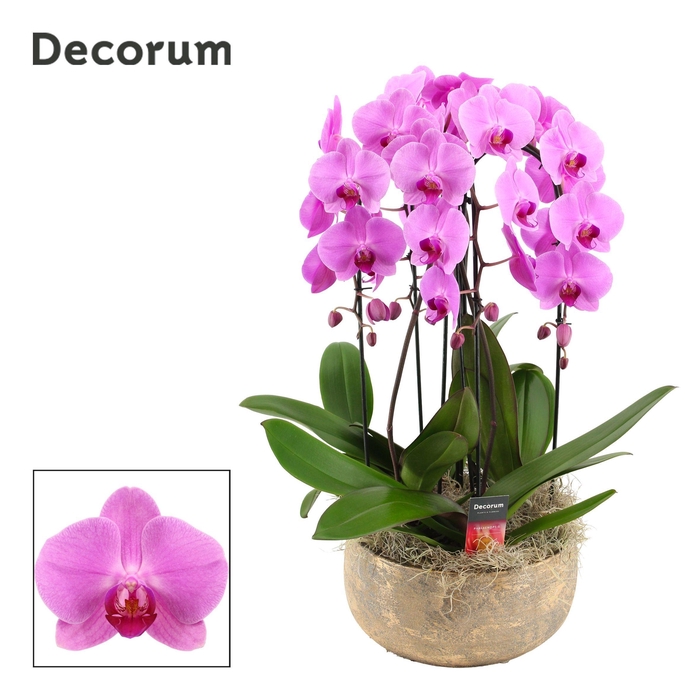 <h4>Imperio cascade 4 tak symphony pink (Deco-collection)</h4>