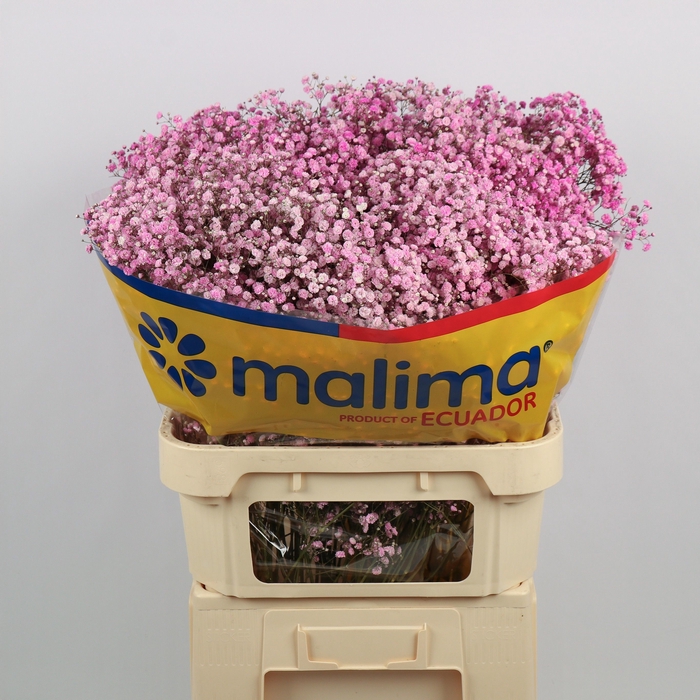 <h4>Gyps Klb Light Pink Malima</h4>
