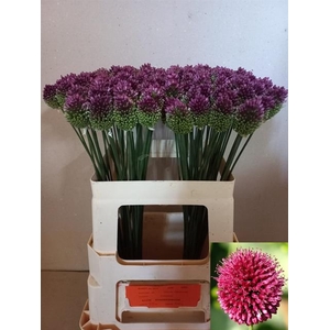 ALLIUM SPHAEROCEPHAL
