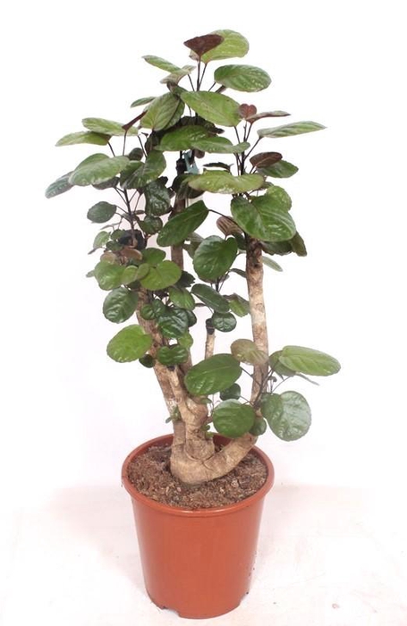 <h4>Polyscias Fabian</h4>