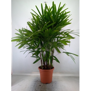 Rhapis excelsa