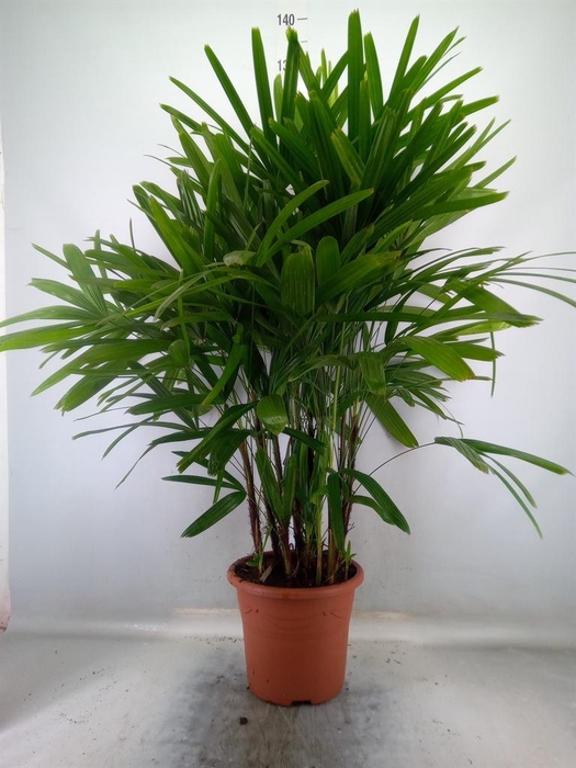 <h4>Rhapis excelsa</h4>