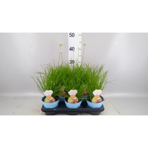 Allium tuberosum