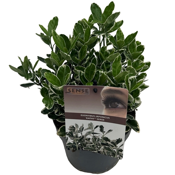 <h4>Euonymus jap. 'Kathy' sense</h4>