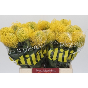 Nutans Ayoba Yellow