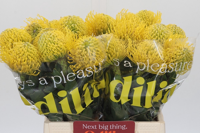 <h4>Nutans Ayoba Yellow</h4>
