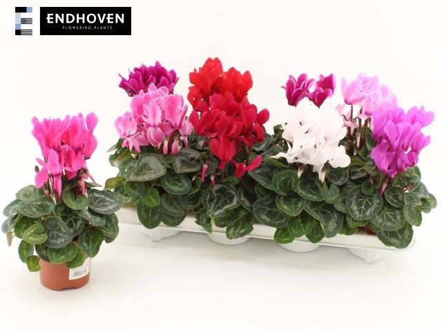 <h4>CYCL MD SUP MACRO</h4>