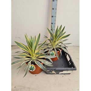 Yucca gloriosa Variegata 26Ø 45cm