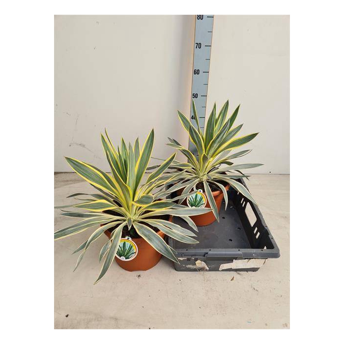 <h4>Yucca gloriosa Variegata 26Ø 45cm</h4>
