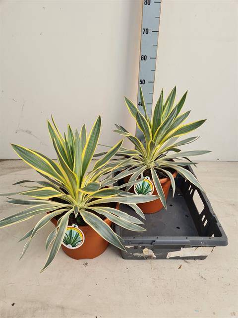 Yucca gloriosa Variegata 26Ø 45cm