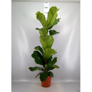 Ficus lyrata