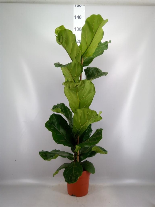 <h4>Ficus lyrata</h4>