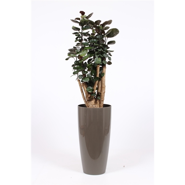 <h4>Polyscias Fabian in Santorini pot "taupe"</h4>