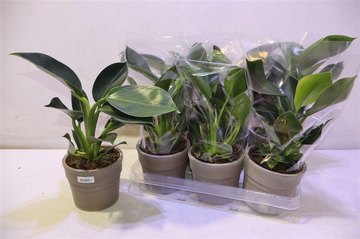 <h4>Phil Green Princess In Keramiek</h4>