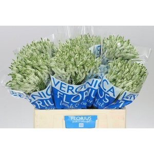 Veronica Smart Wave White X 20