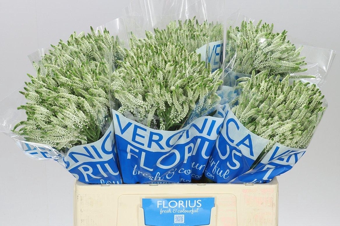 <h4>Veronica Smart Wave White X 20</h4>