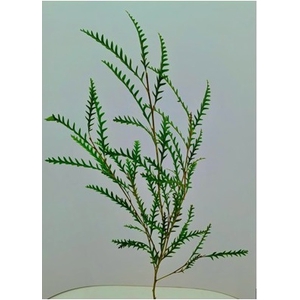 Greens - Grevillea Ivanhoe Spray