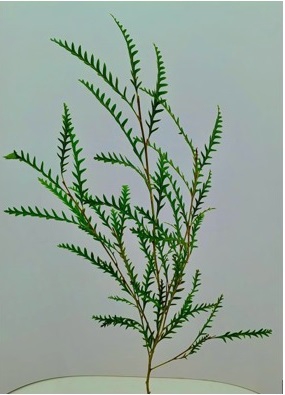 <h4>Greens - Grevillea Ivanhoe Spray</h4>