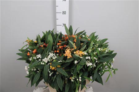 <h4>Euph F T Gem</h4>