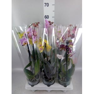 Phalaenopsis   ...mix