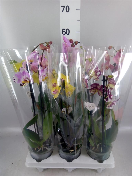 <h4>Phalaenopsis   ...mix</h4>