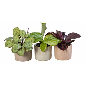 CALATHEA HYBRIDA p6 L 66018