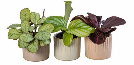 <h4>CALATHEA HYBRIDA p6 L 66018</h4>