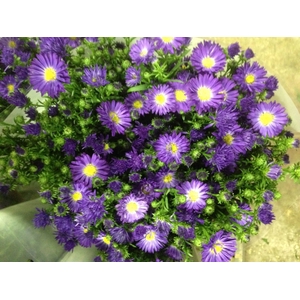 Aster Audrey Purple