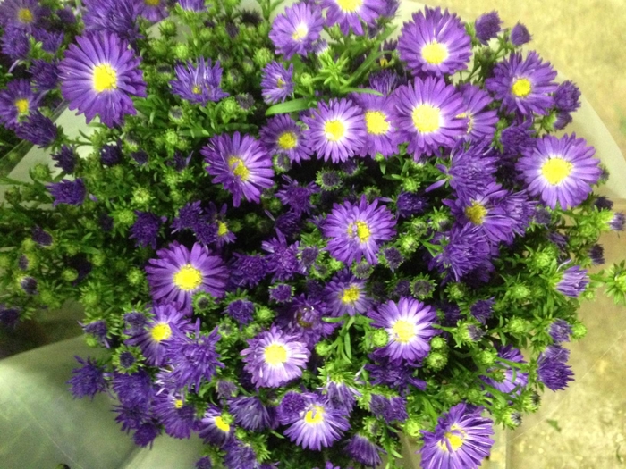 Aster Audrey Purple