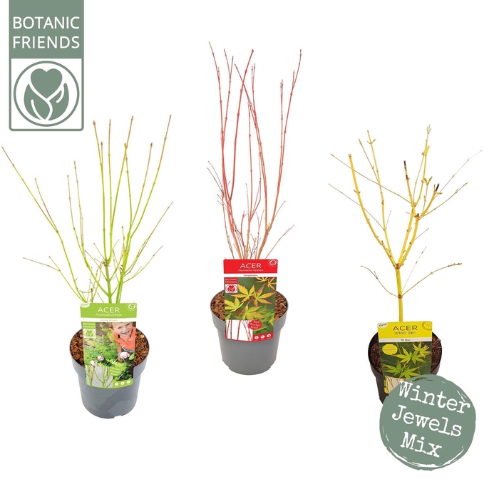 <h4>Acer palm. Winter Jewels Mix</h4>