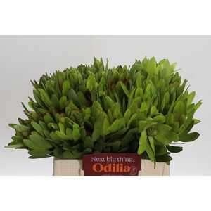 Leucadendron Goldstrike