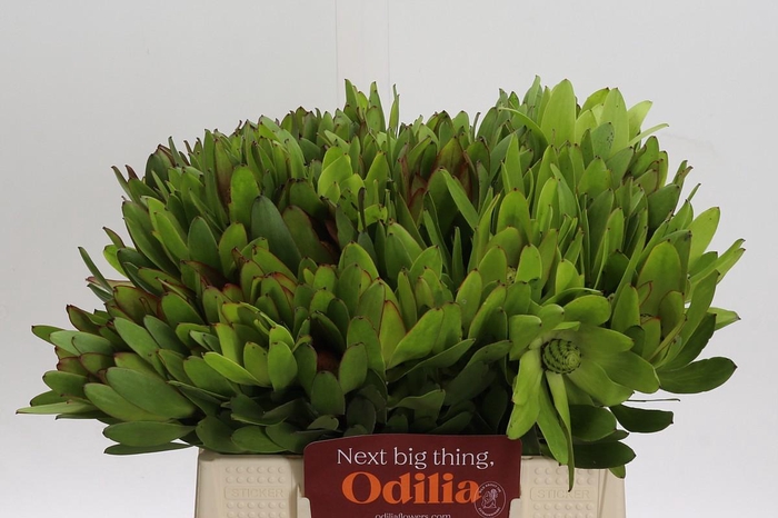 <h4>Leucadendron Goldstrike</h4>