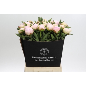 Paeonia Florence Nicholls