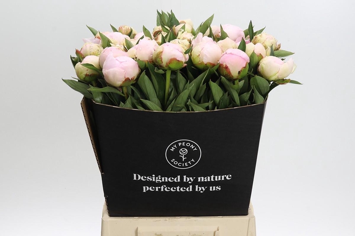 <h4>Paeonia Florence Nicholls</h4>
