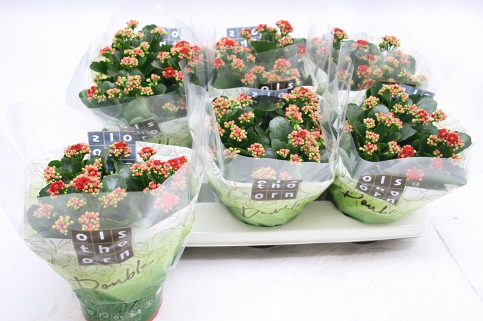 <h4>Gevuld 15 cm ROOD</h4>