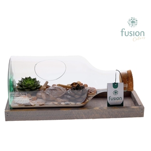 Green Bottle Fles Small liggend Maritiem met Succulenten