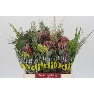 BQ Banksia Coccinea SFB