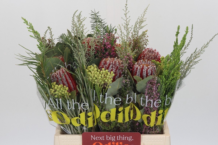 BQ Banksia Coccinea SFB