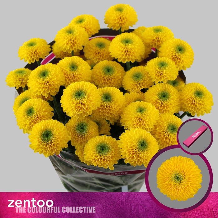 <h4>Chrysanthemum Indicum Grp tros Letitbe</h4>