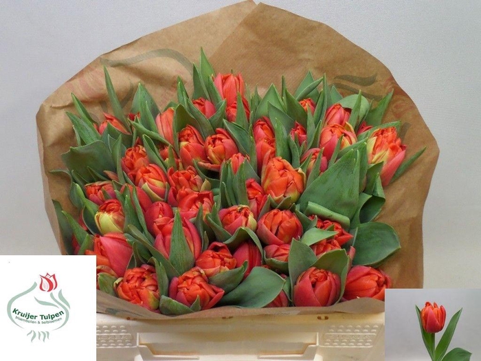 <h4>TU DU DANCING KING</h4>