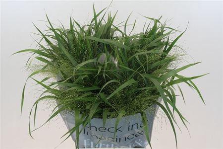 <h4>Siergras Panic Fountain</h4>