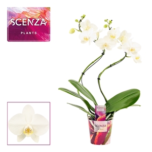 Phalaenopsis hurricane wit (Scenza)
