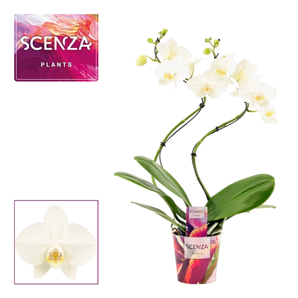 <h4>Phalaenopsis hurricane wit (Scenza)</h4>