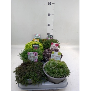 Rotsplanten   ...mix   [Rock plant]