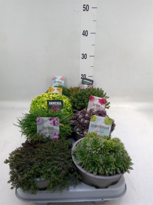 <h4>Rotsplanten   ...mix   [Rock plant]</h4>