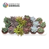 Sierra's® - Barcelona Succulent Mix (Collection)